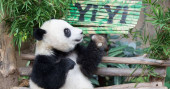 Giant Panda "Yi Yi" celebrates second birthday in Malaysia