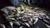 21 fishermen jailed for catching hilsa in defiance of ban