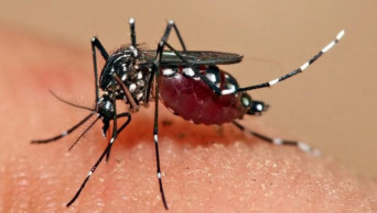 Woman dies, 388 new dengue patients hospitalised