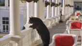 Photo shows black bear relaxing at New Hampshire hotel