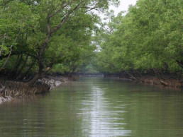 Will do everything to keep Sundarbans safe: Minister