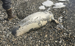At least 60 ice seals found dead along west Alaska coast