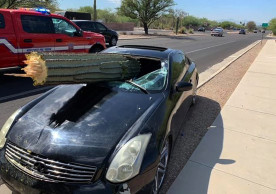 Driver escapes injury when saguaro cactus pierces windshield
