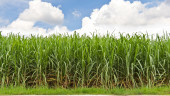 Increased focus to be on sugar crops; bill placed