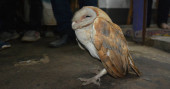 Villager felling palm tree rescues barn owl