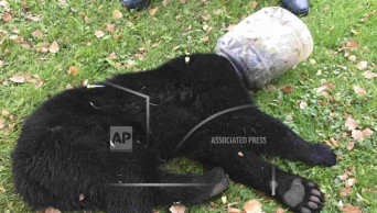 Bear cub with bucket on its head rescued after 3 days