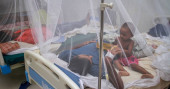 37 new dengue patients hospitalised in 24 hrs