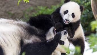 Last 2 pandas at San Diego Zoo to leave for China