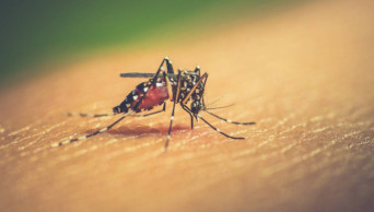 It’s humanitarian crisis, Quader about dengue