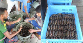 Khulna shrimp farmers opt for crab farming to recoup losses