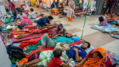 1,200 dengue patients hospitalised in 24 hours; 3 die