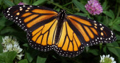 California's monarch butterflies critically low for 2nd year