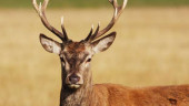 Deer attack kills man in Australia