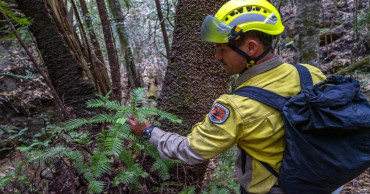Aussie firefighters save extremely rare "dinosaur trees"