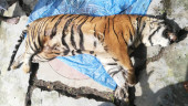 Dead tigress wasn’t poisoned, says forensic report