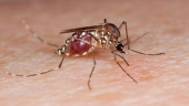 UN joint team to help Bangladesh to control Aedes mosquitoes