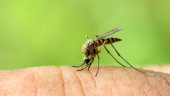 Legal notice served to DSCC for failure to control Aedes mosquito