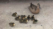 Firefighter uses YouTube duck calls to rescue ducklings