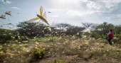 Spray planes combat the huge locust outbreak in East Africa