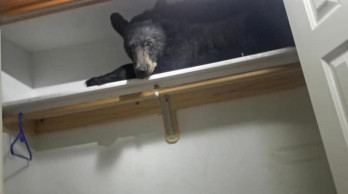 Bear enters Montana home, settles in for nap in closet