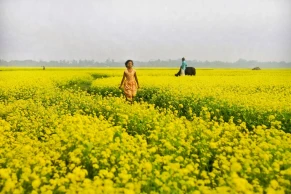 Mustard fields in outskirts of Dhaka in full bloom